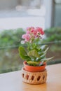 & x22;Kalanchoe blossfeldianaÃ¢â¬Âflower in Plastic pots